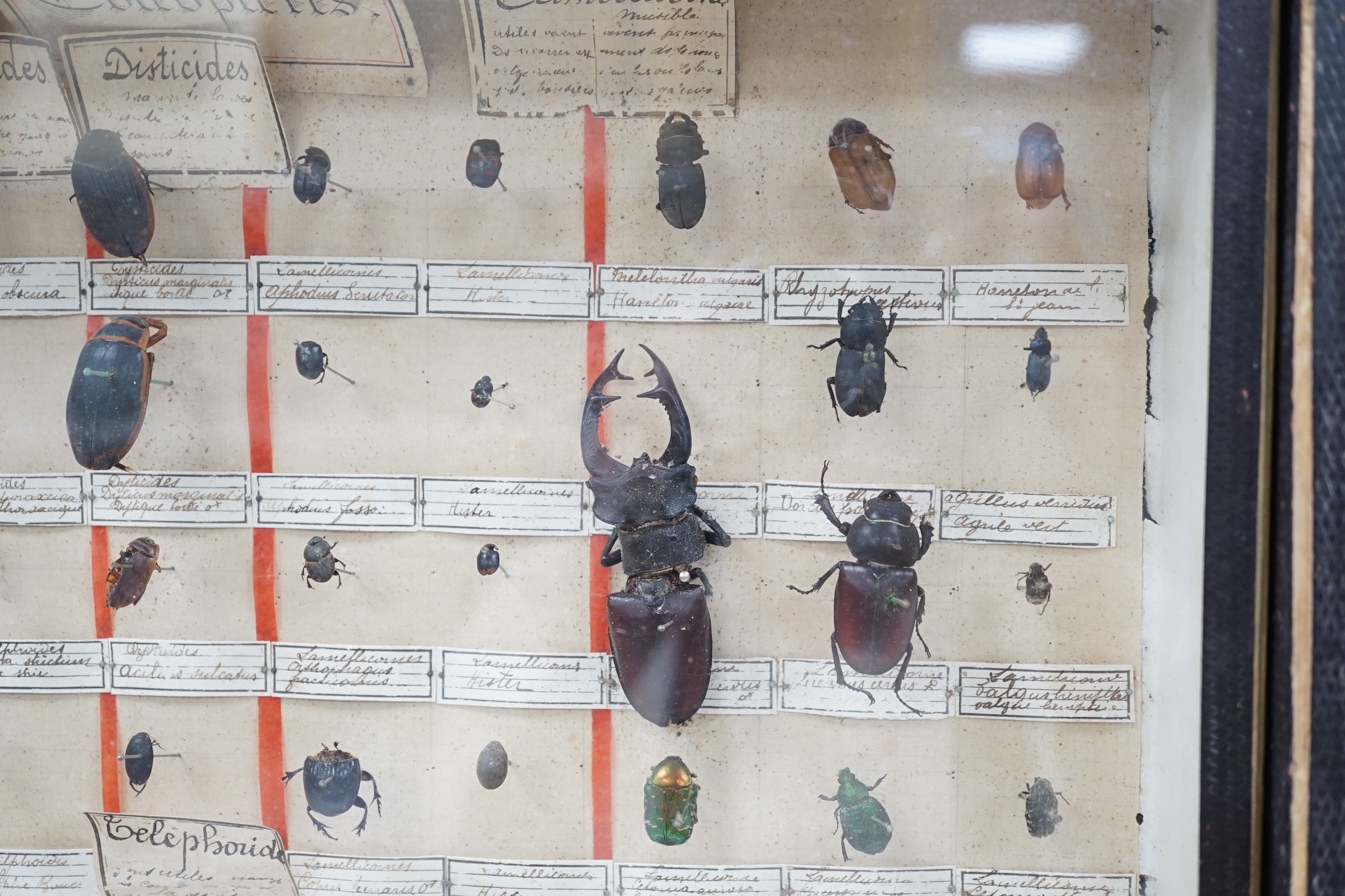 Two cased and labelled beetle taxidermy specimen cabinets, 39cms wide